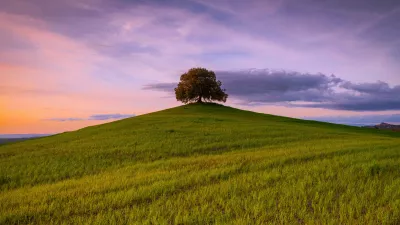 Arbol en campo de hierba