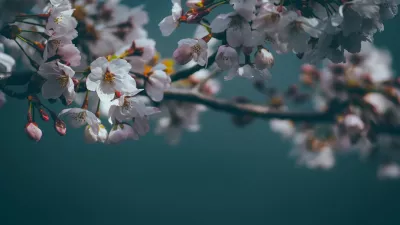 Flor de cerezo