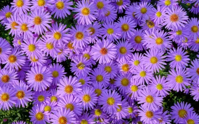 Campo de flores moradas
