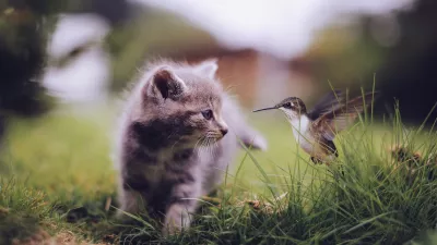 Gato y un colibrí