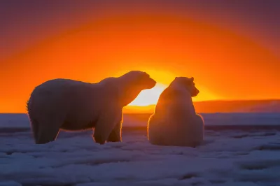 Dos osos polares observando el atardecer