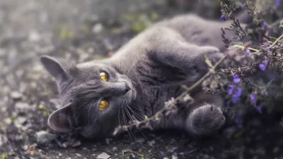 Gato gris