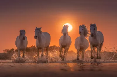 Caballos blancos en la playa al atardecer