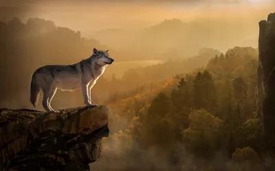 Lobo sobre una roca en lo alto del bosque