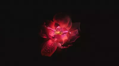 Flor Roja Sobre Fondo Negro