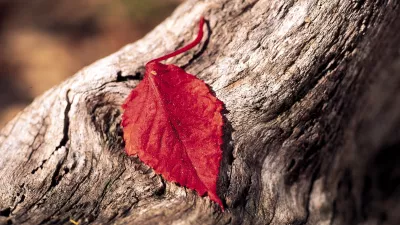 Hoja roja