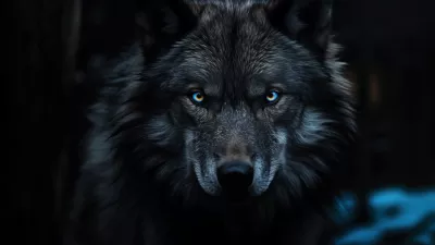 Lobo
