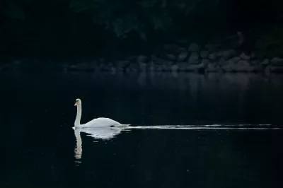 Cisne