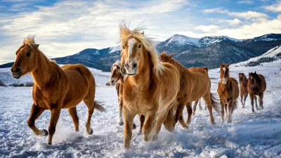 Caballos corriendo en la nieve