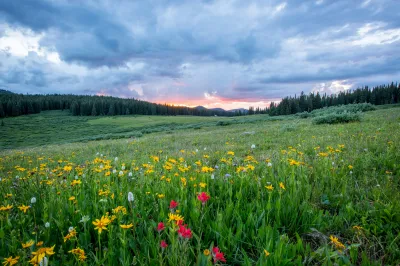 Campo de flores