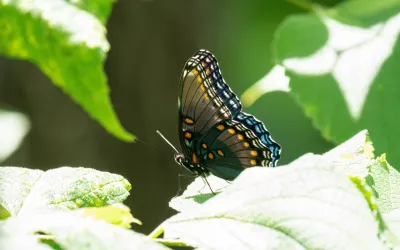 Mariposa con alas tropicales