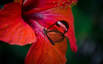 Mariposa en flor roja