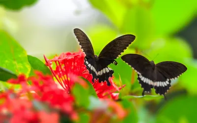 Mariposas negras