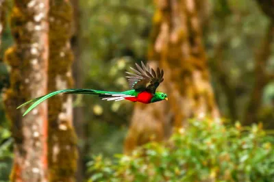 Quetzal volando