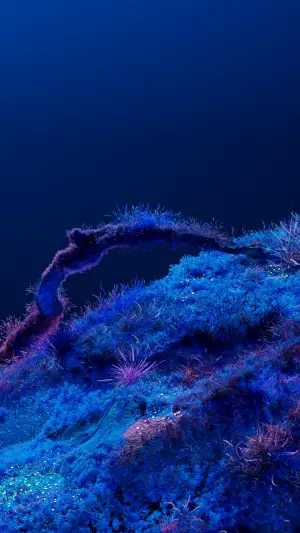 Bioluminiscencia