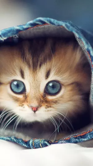 Gato Dentro Del Jeans