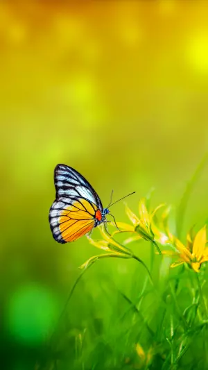 Mariposa En Primavera Amarilla