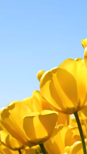 Tulipanes Amarillos