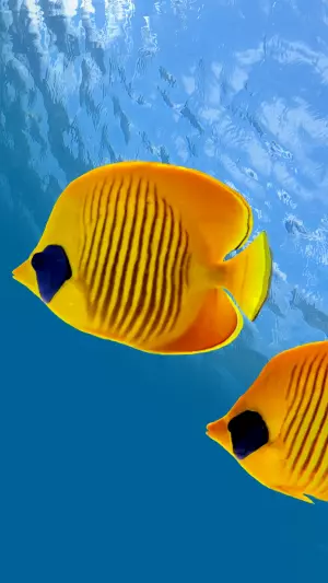 Peces