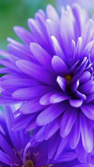 Flor Violeta