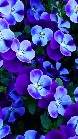 Flores De Pensamiento