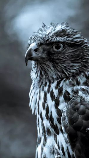 Halcon