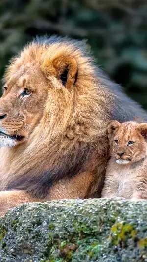 Leon Con Hijos