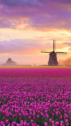 Campo de flores, tulipanes