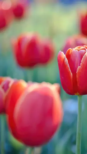Tulipanes Rojos