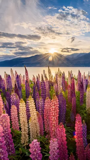 Flores De Lupino En Nueva Zelanda
