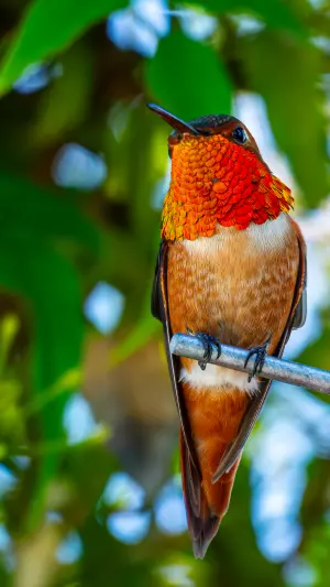 Colibri