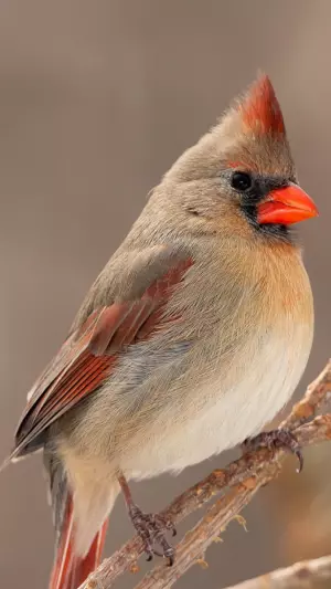 Cardenal