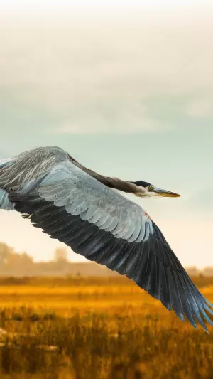 Garza volando