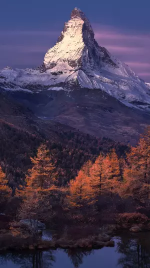 Bosque montañoso nevado