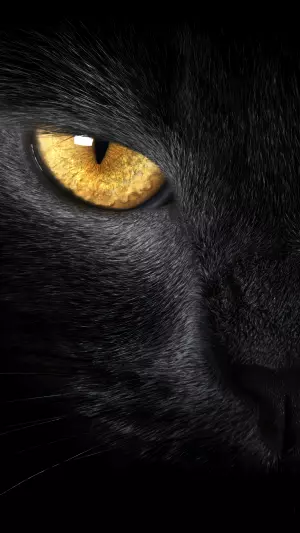 Gato negro