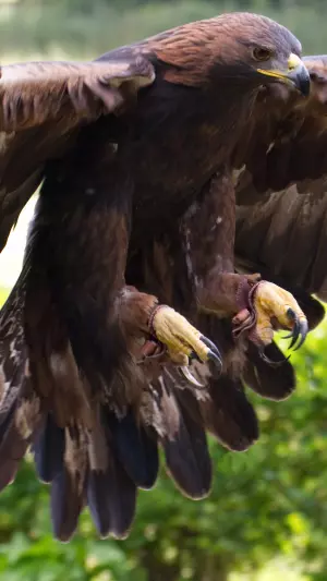 Aguila real