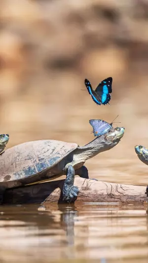 ¡Salud por las tortugas!