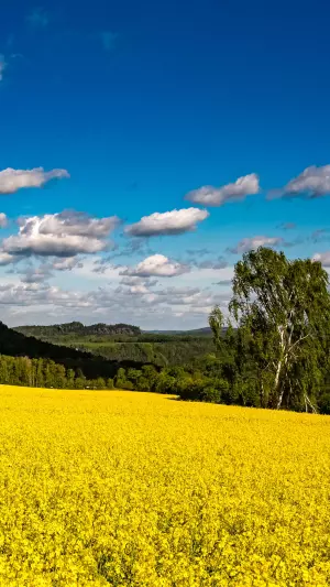 Amarillo hasta donde alcanza la vista