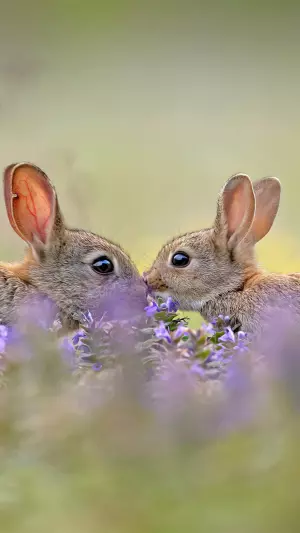 Conejos