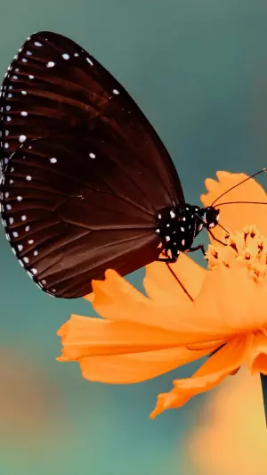 Mariposa en una flor
