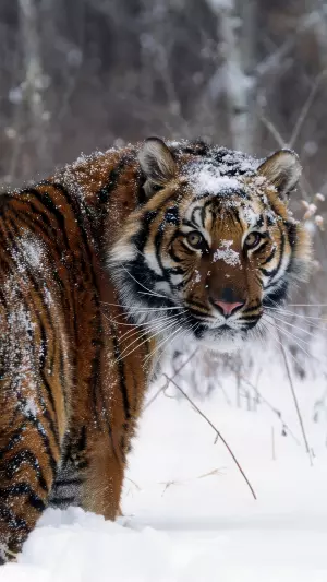 Tigre