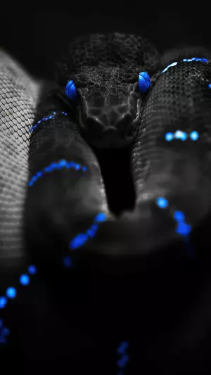 Serpiente negra y azul