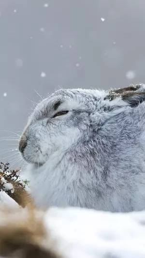 Conejo en la nieve