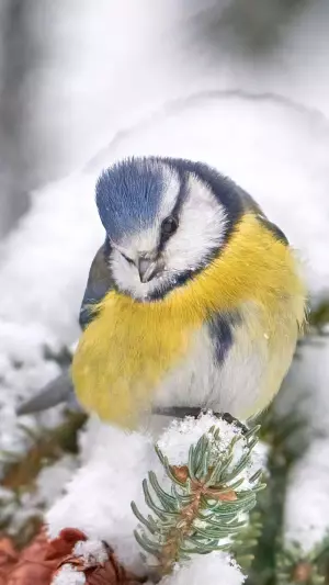 Pájaro en un árbol con nieve