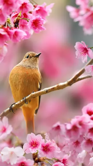 Pájaro en un cerezo en flor