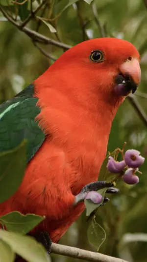 Papagayo real australiano