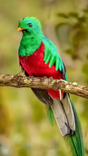 Quetzal en una rama