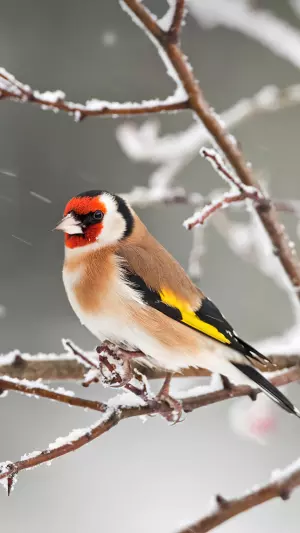 Pájaro de cabeza roja en la nieve