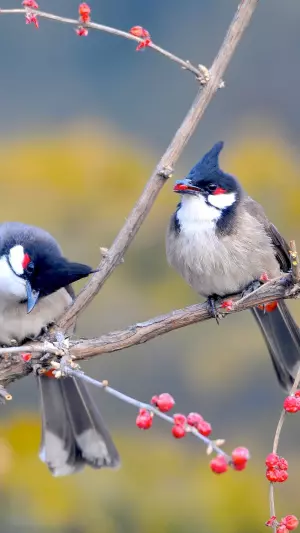 Aves Bulbul orfeo