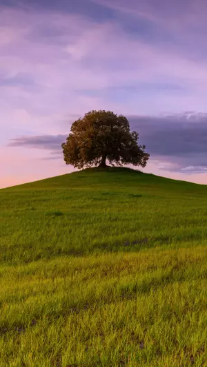Arbol en campo de hierba